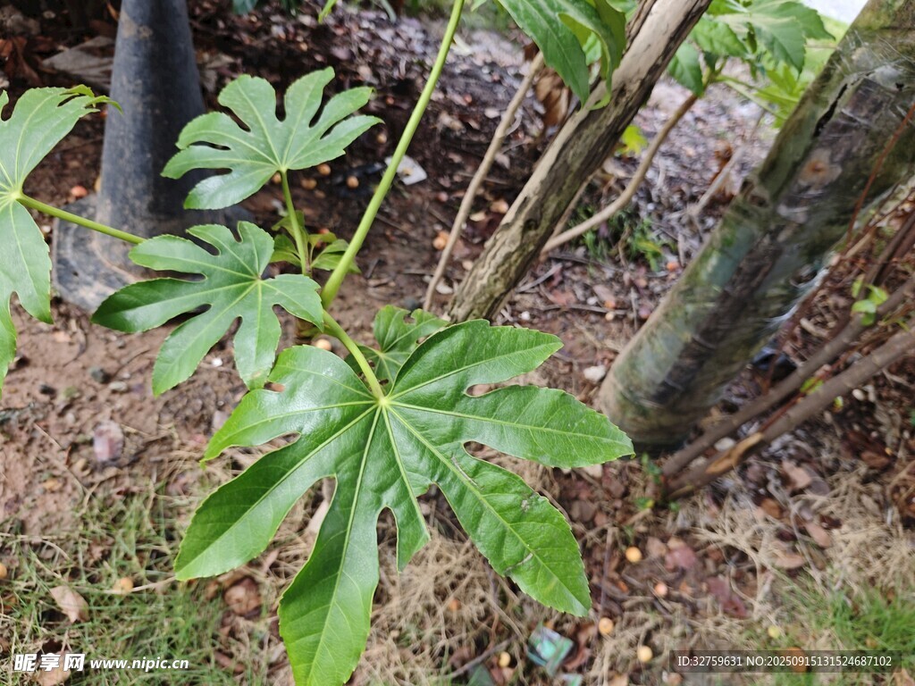 野外生長的掌狀葉片植物