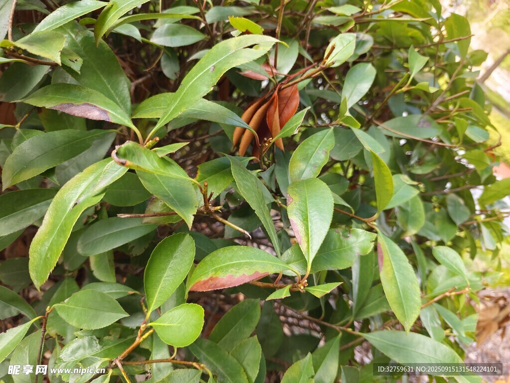 綠葉間的紅嫩植物