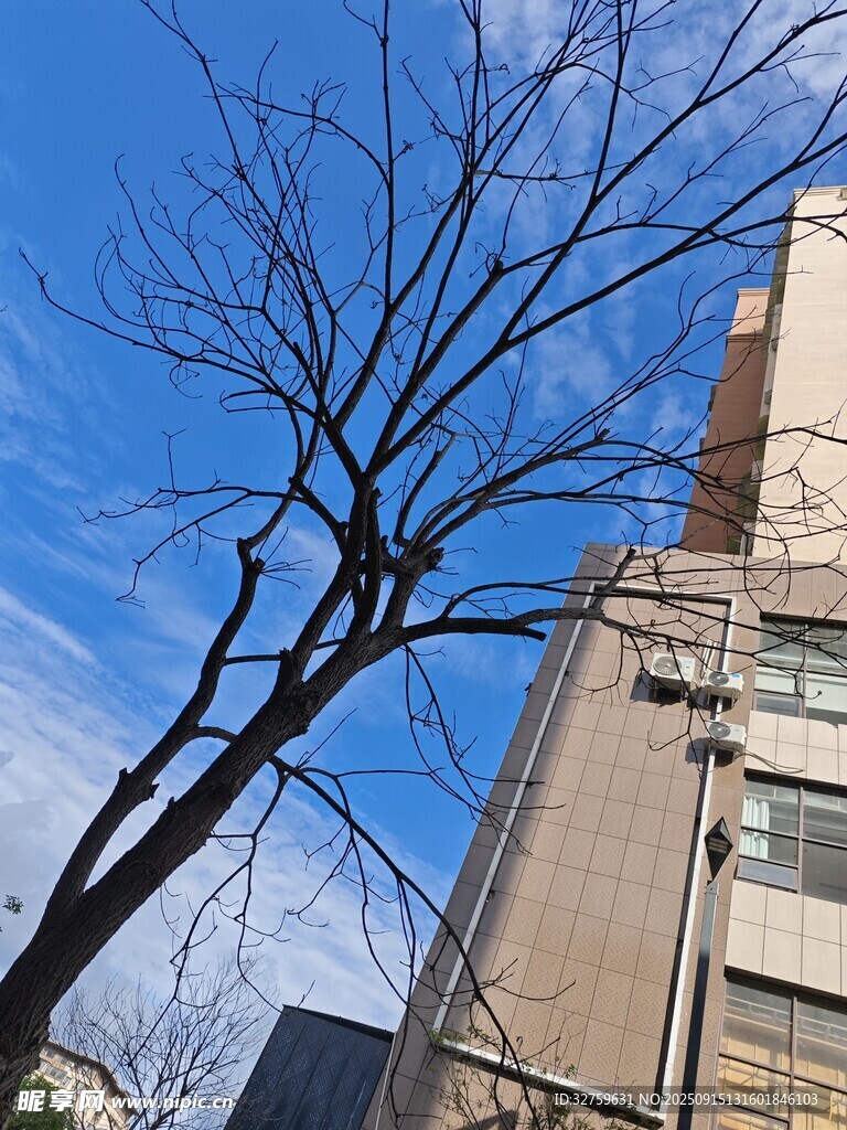 藍(lán)天枯枝旁的高樓