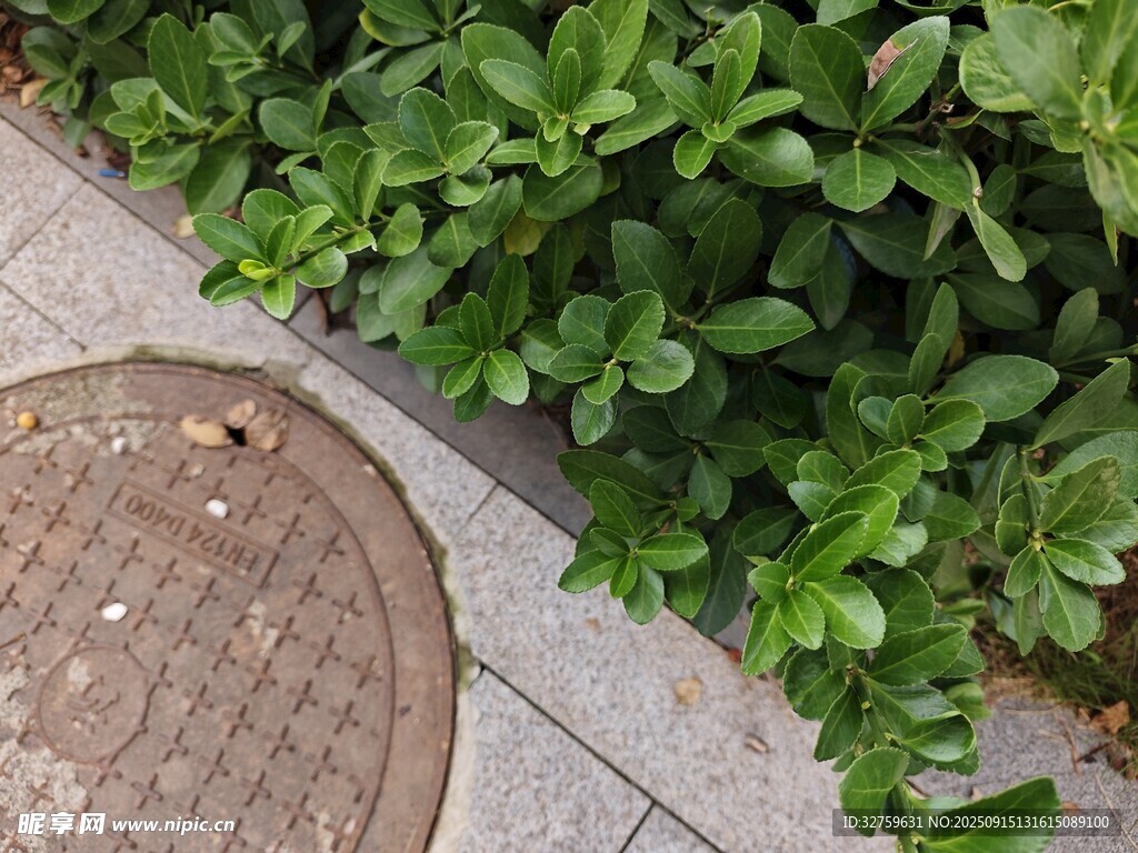 路邊井蓋旁的綠植