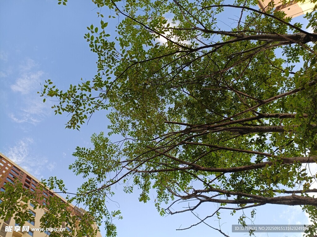 藍天綠樹旁的建筑一角