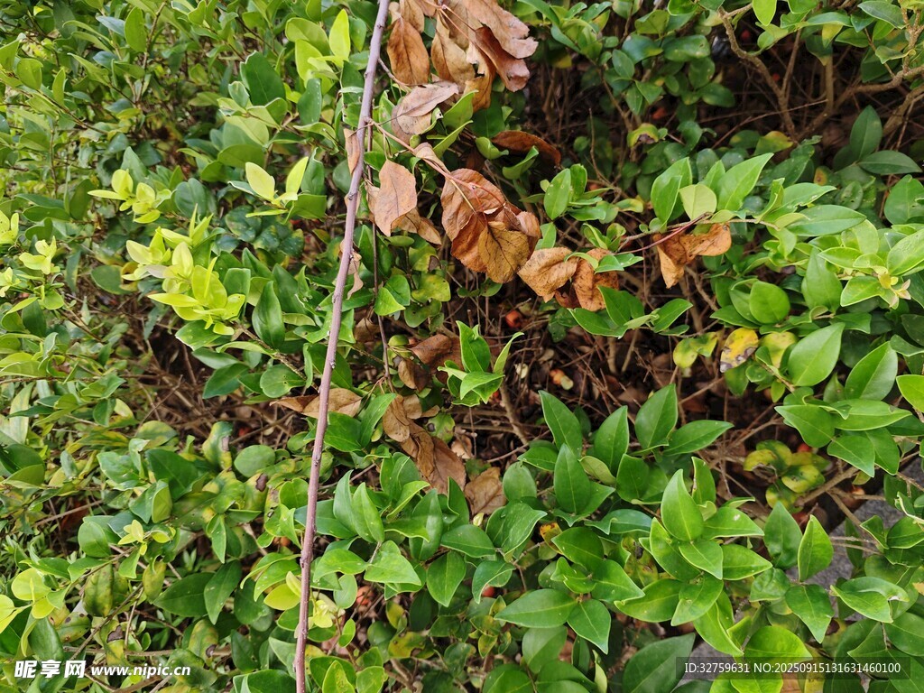 綠葉叢中的枯黃葉片