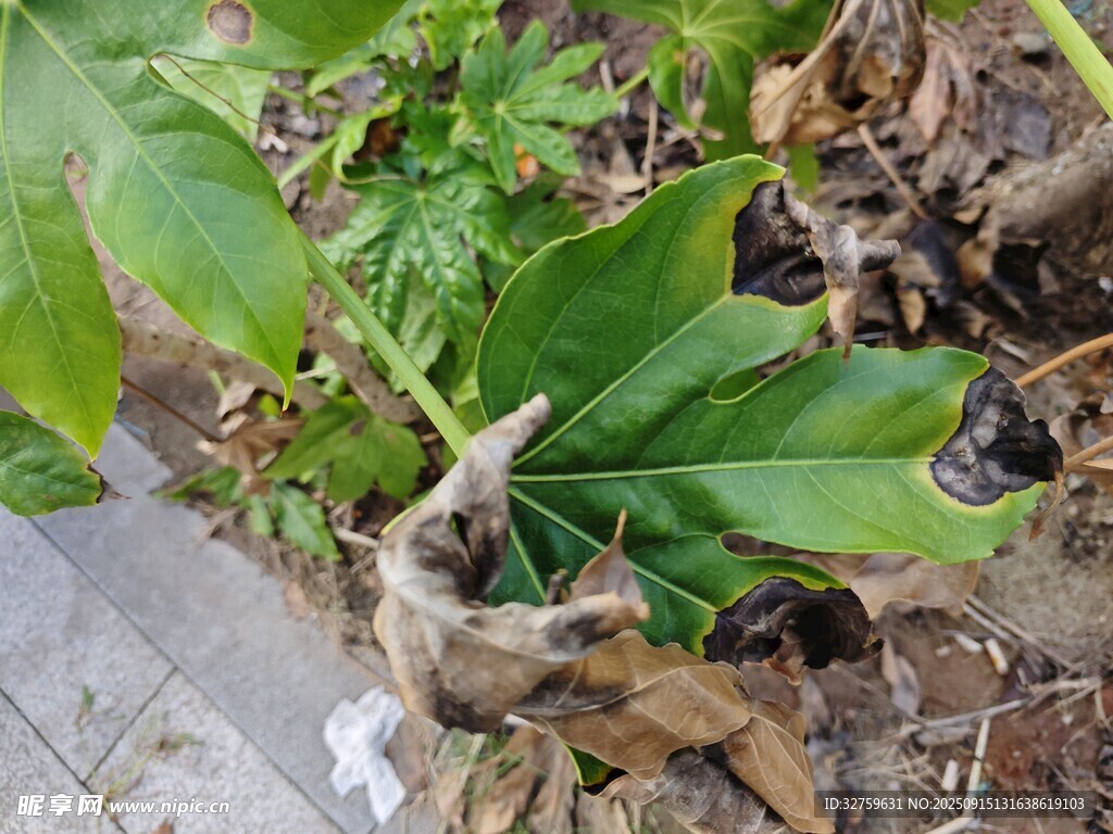 地面綠植與枯葉景象