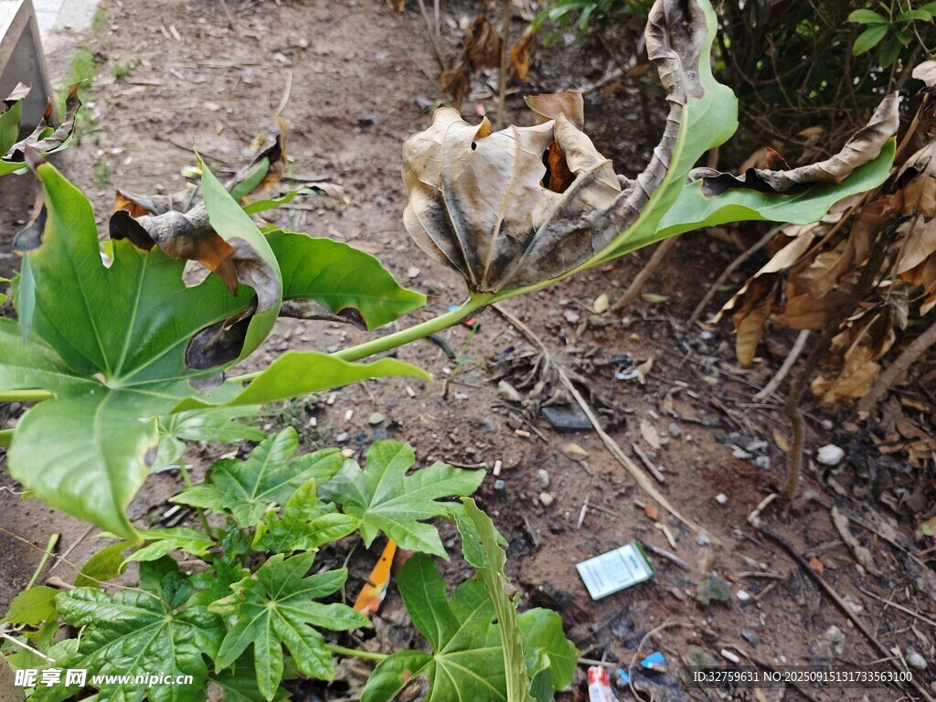 枯萎花朵與綠植場景