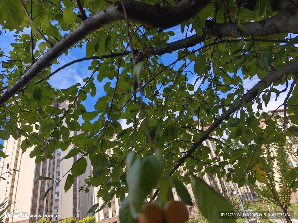 枝頭掛果綠意濃