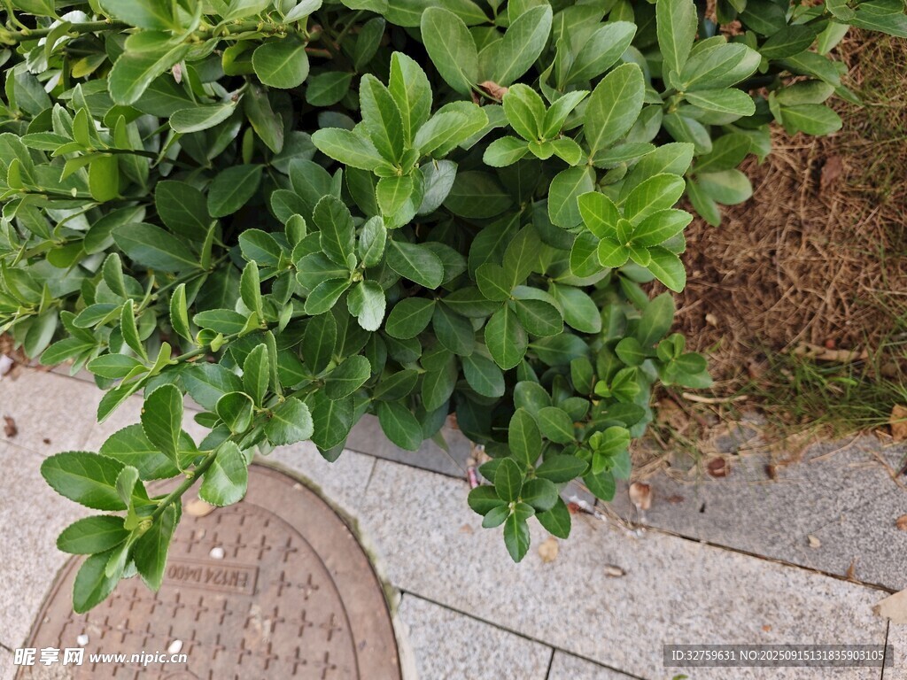 路邊綠植與井蓋景觀