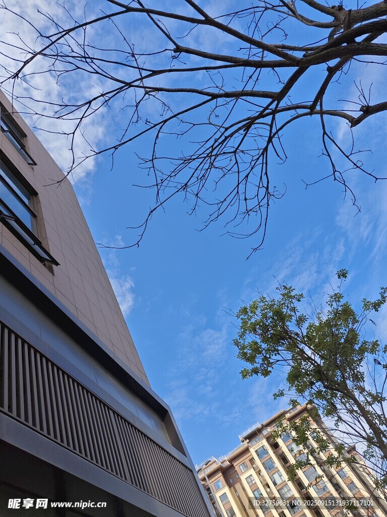 仰視下的建筑與樹枝景觀