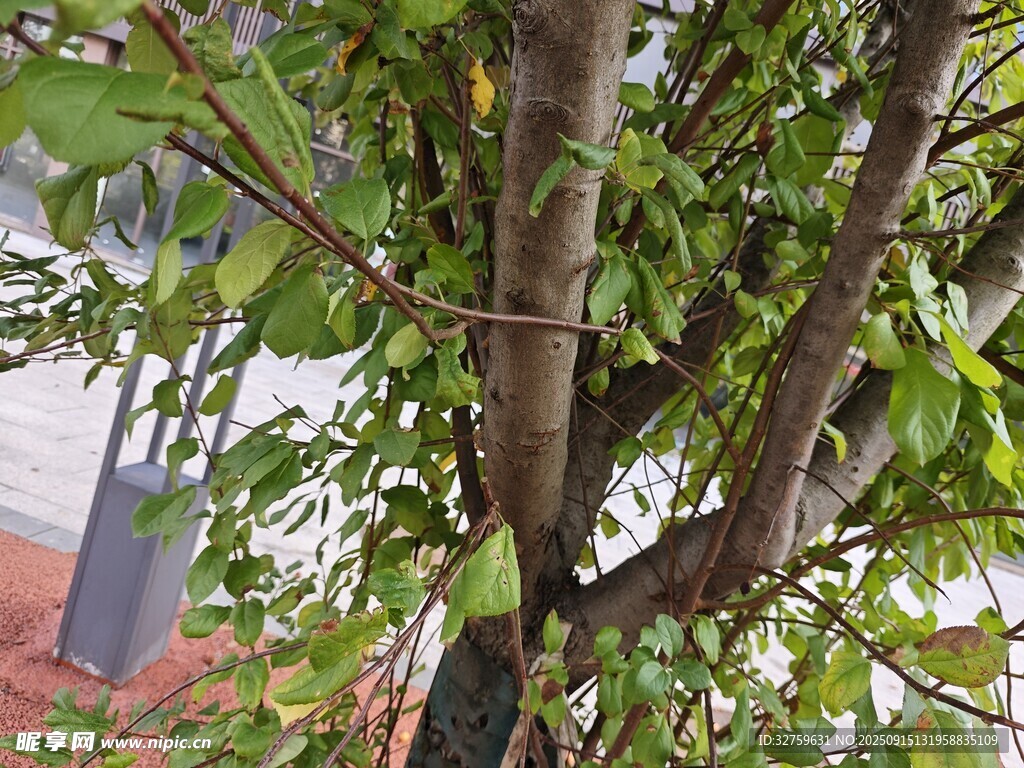 繁茂樹(shù)木的局部特寫(xiě)