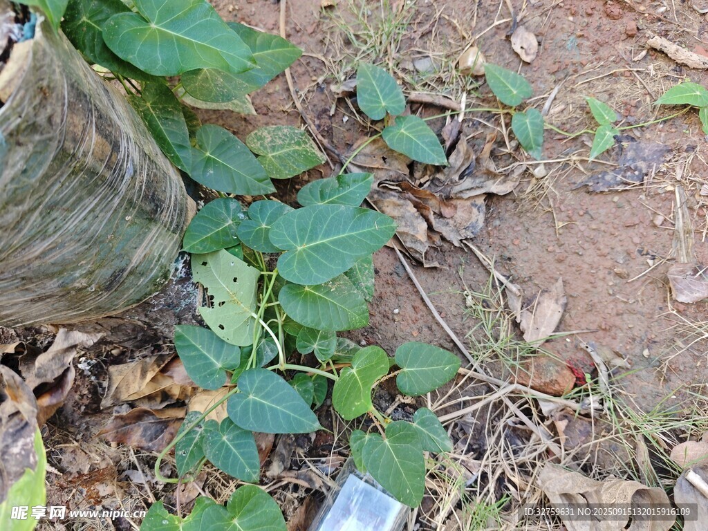 地面生長的綠色植物