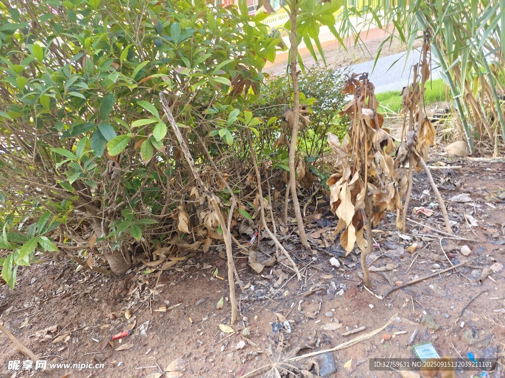 戶外雜亂植物與地面景象