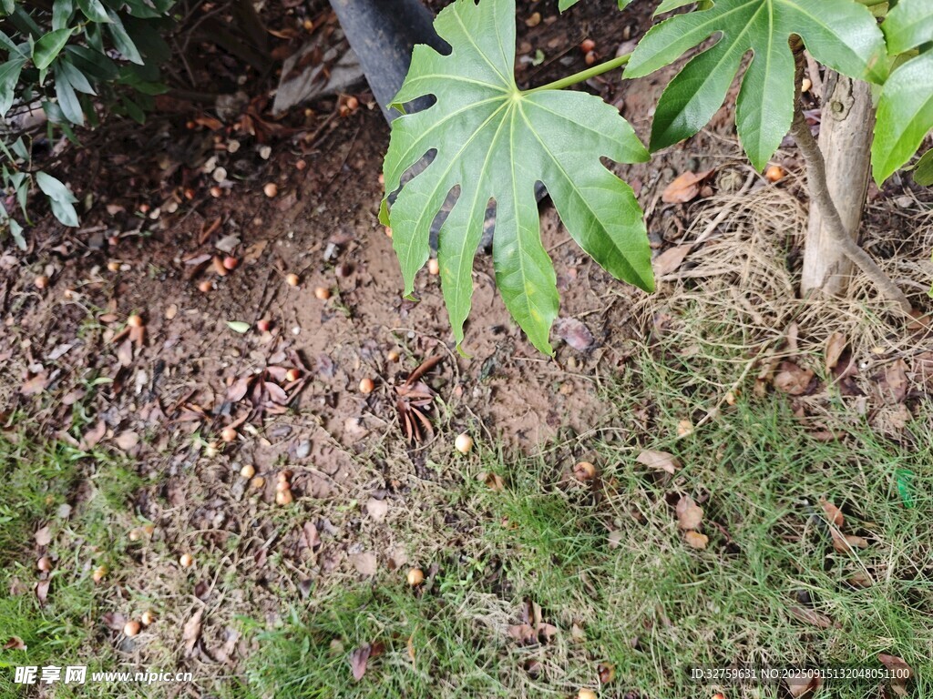 地面綠植與泥土景象