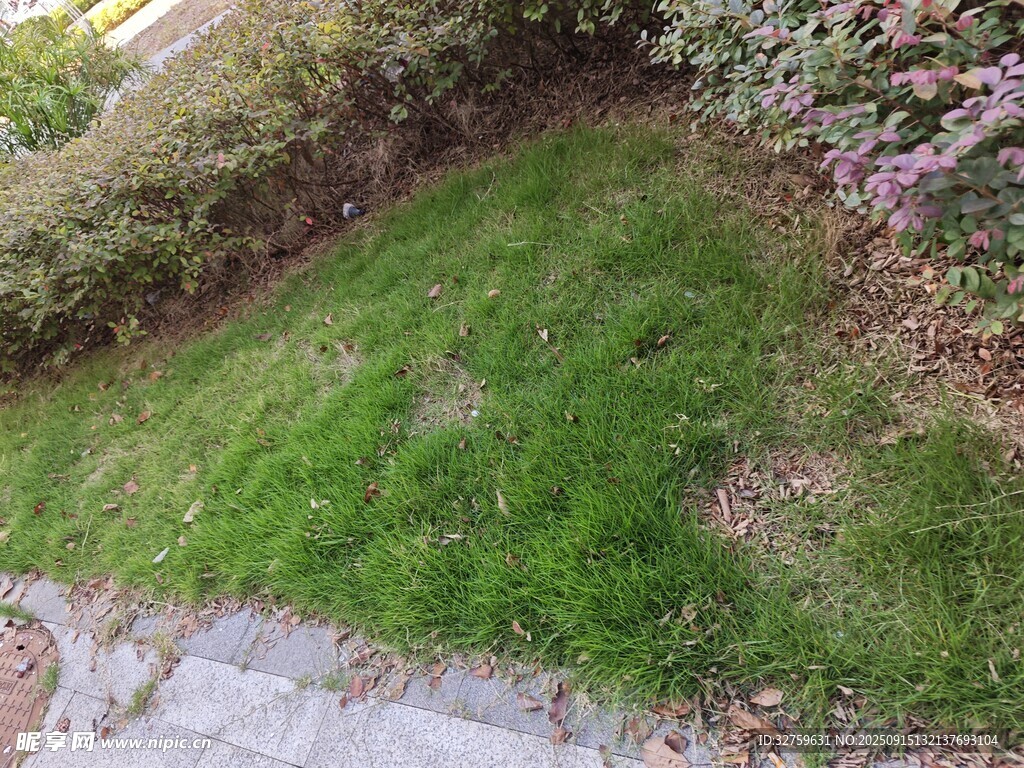 路邊翠綠草坪與周邊植被