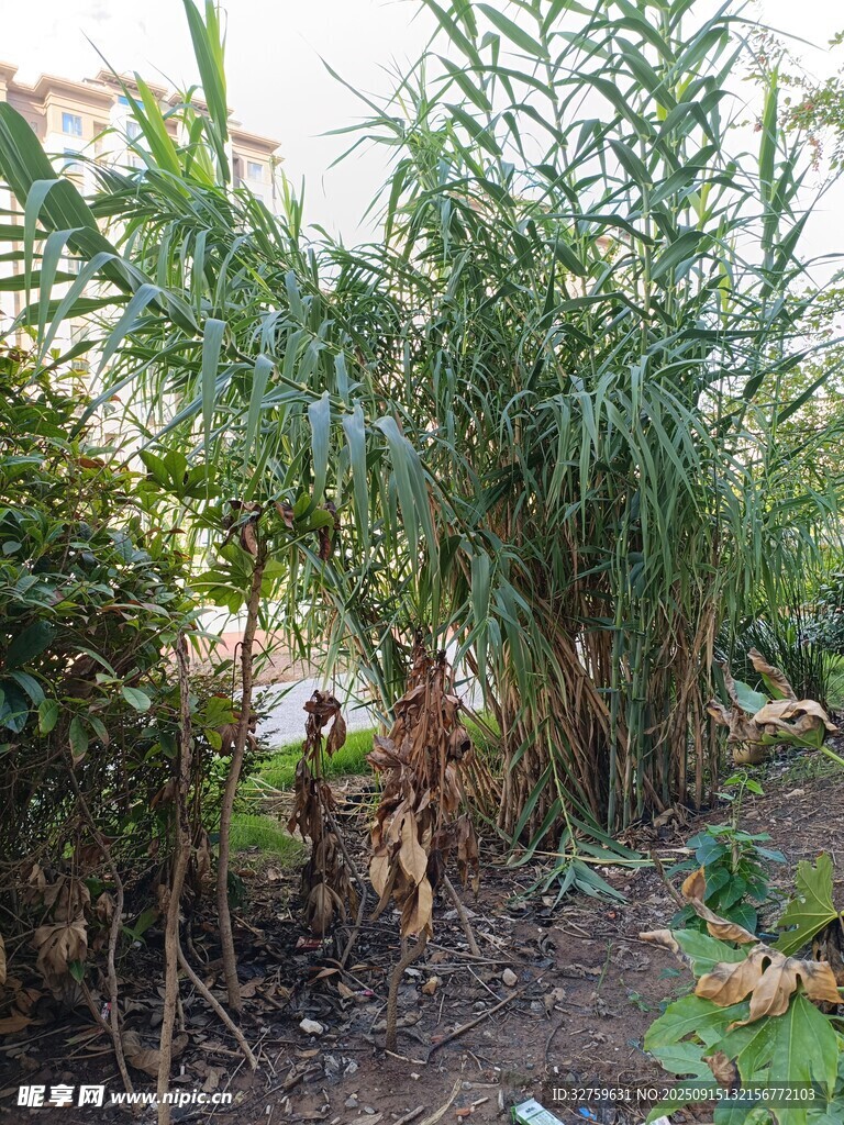 戶外繁茂綠植景觀