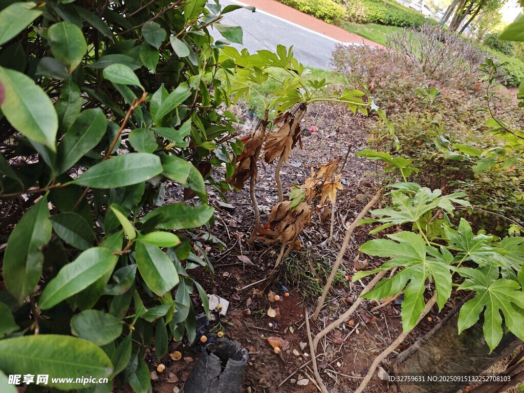 路邊綠植與地面景象