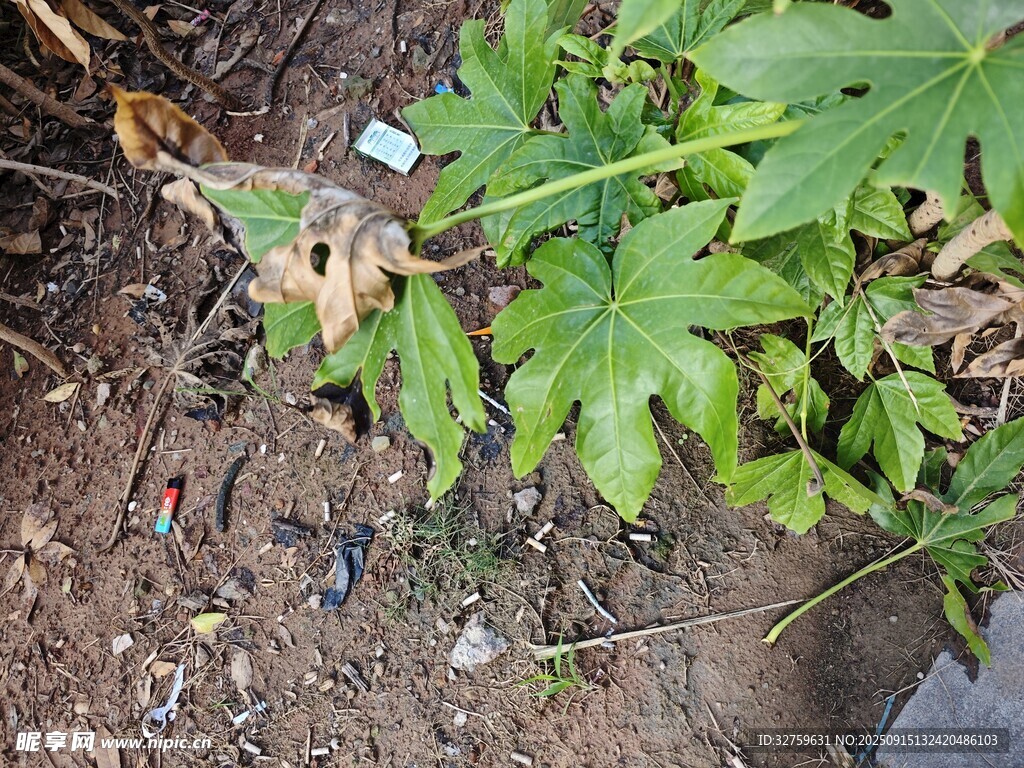 地面綠植旁的垃圾景象