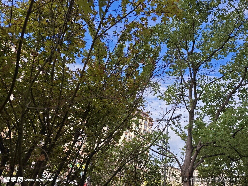 藍天綠樹間的自然景致
