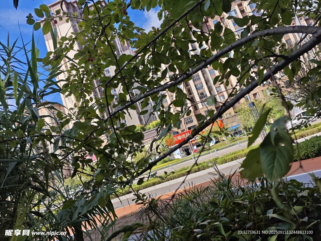 城市中繁茂綠植與建筑景觀