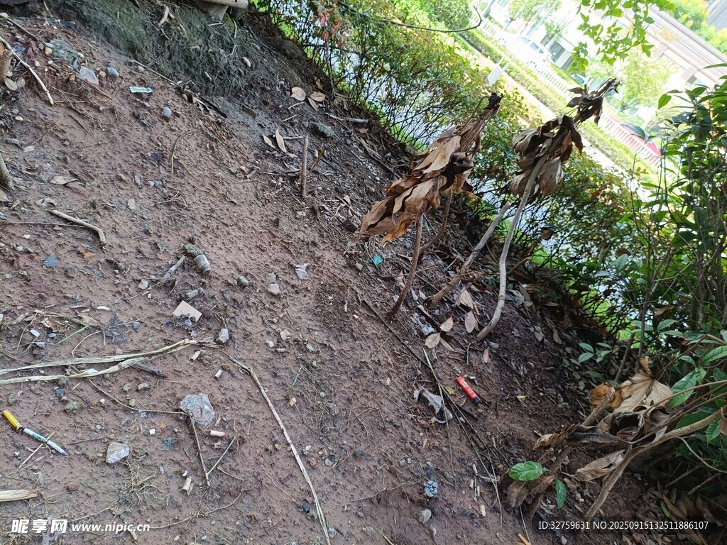 戶外地面的雜亂植物殘枝