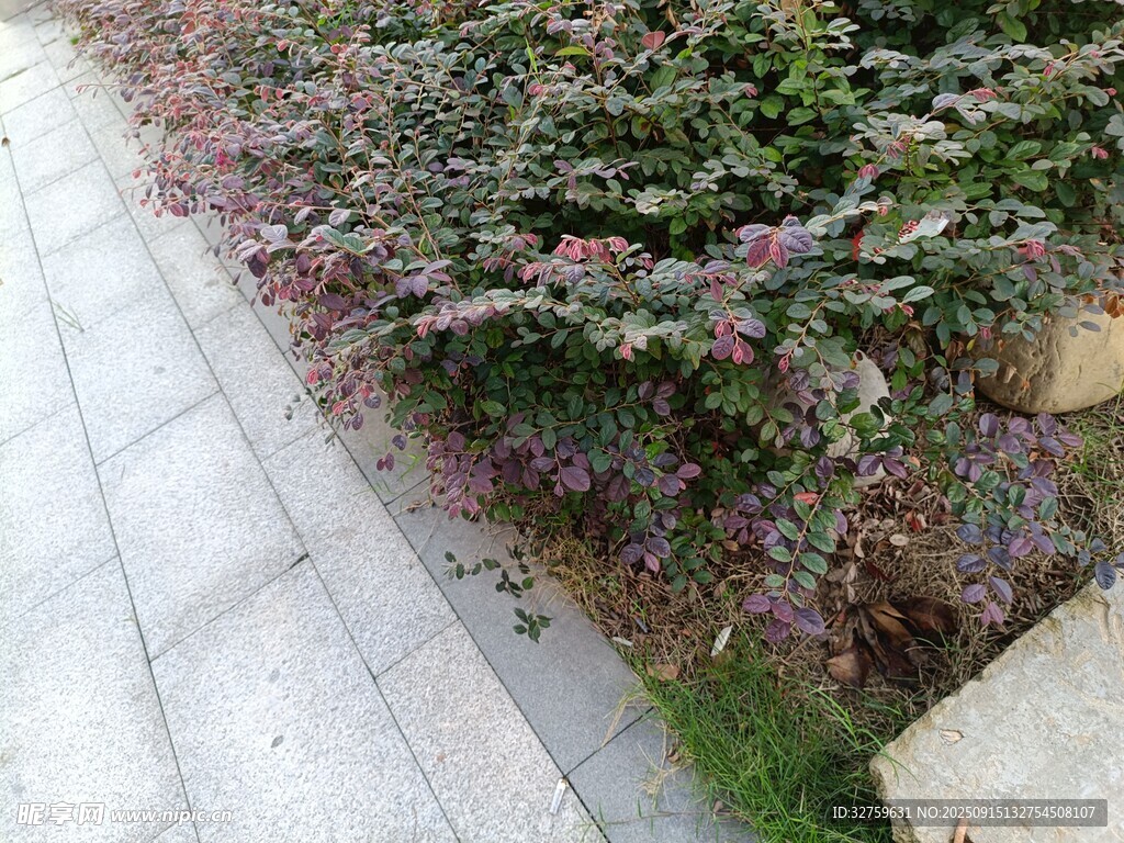 路邊多彩植物景觀