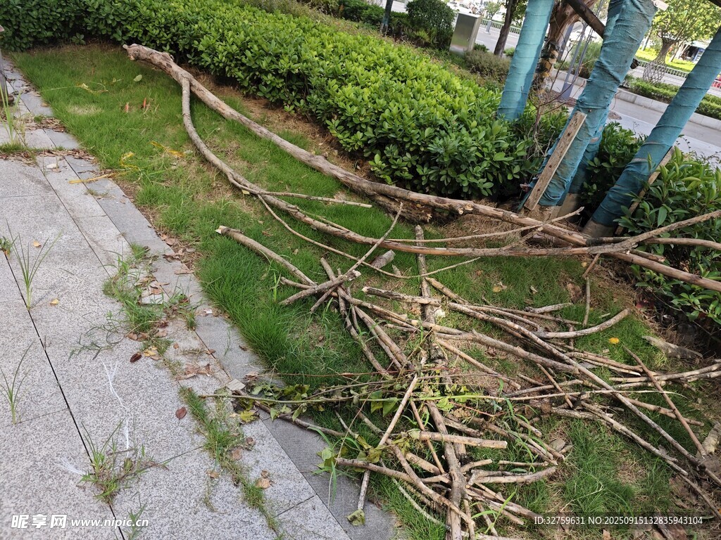 路面旁樹木根系外露景象