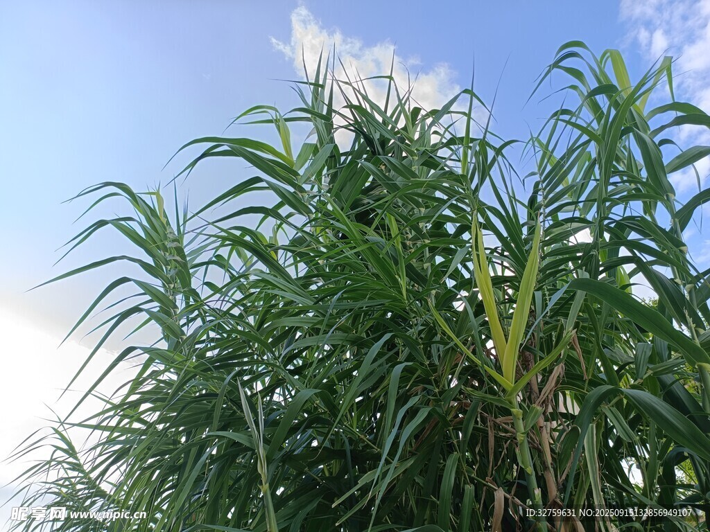 藍(lán)天映襯下的茂盛甘蔗林