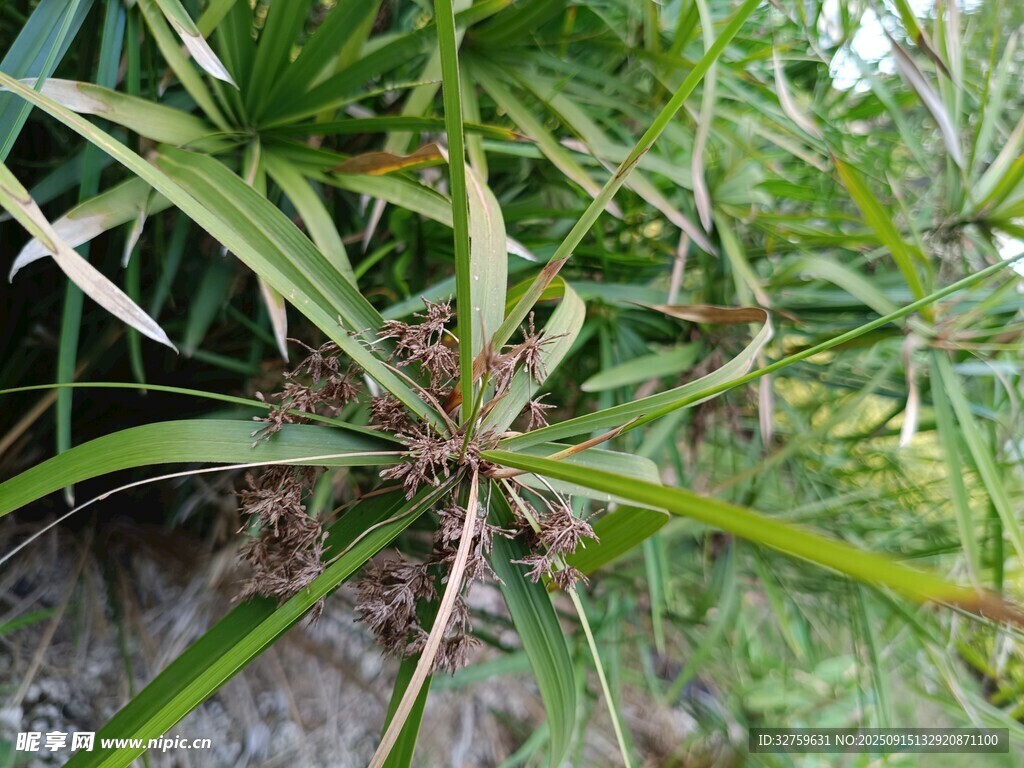 野外生長的帶刺綠色植物
