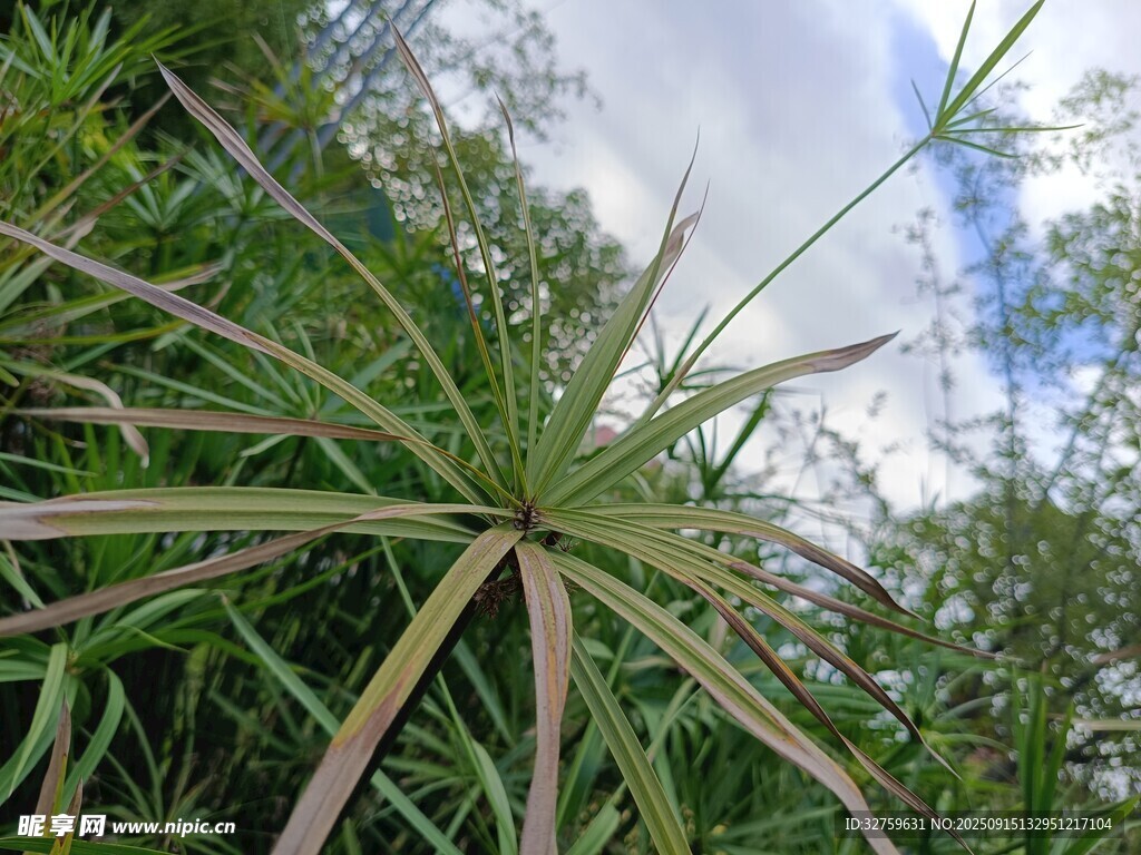 戶外綠植特寫