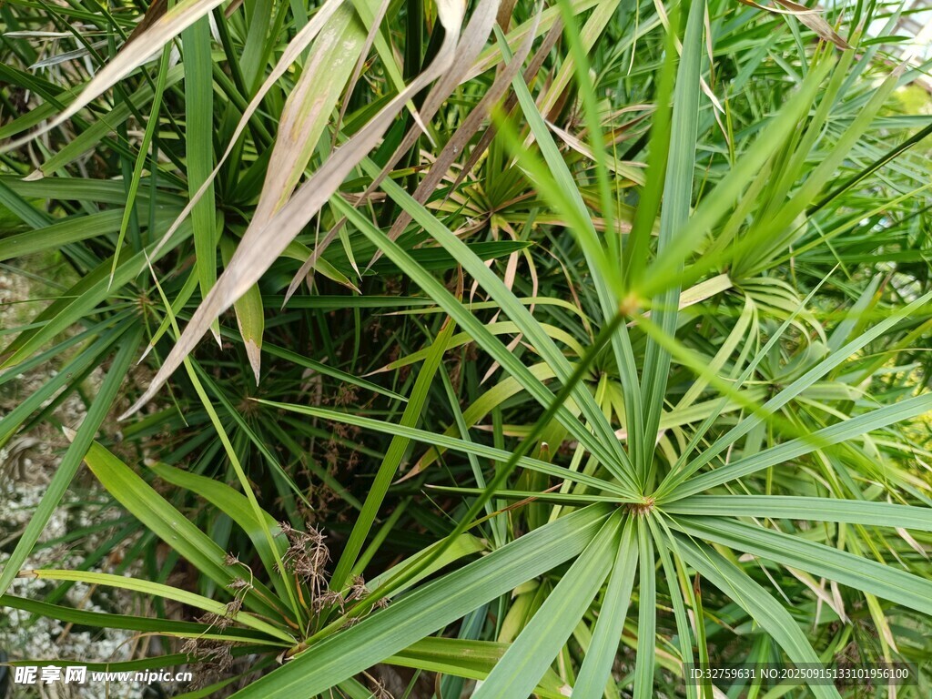 翠綠蒲葵葉特寫