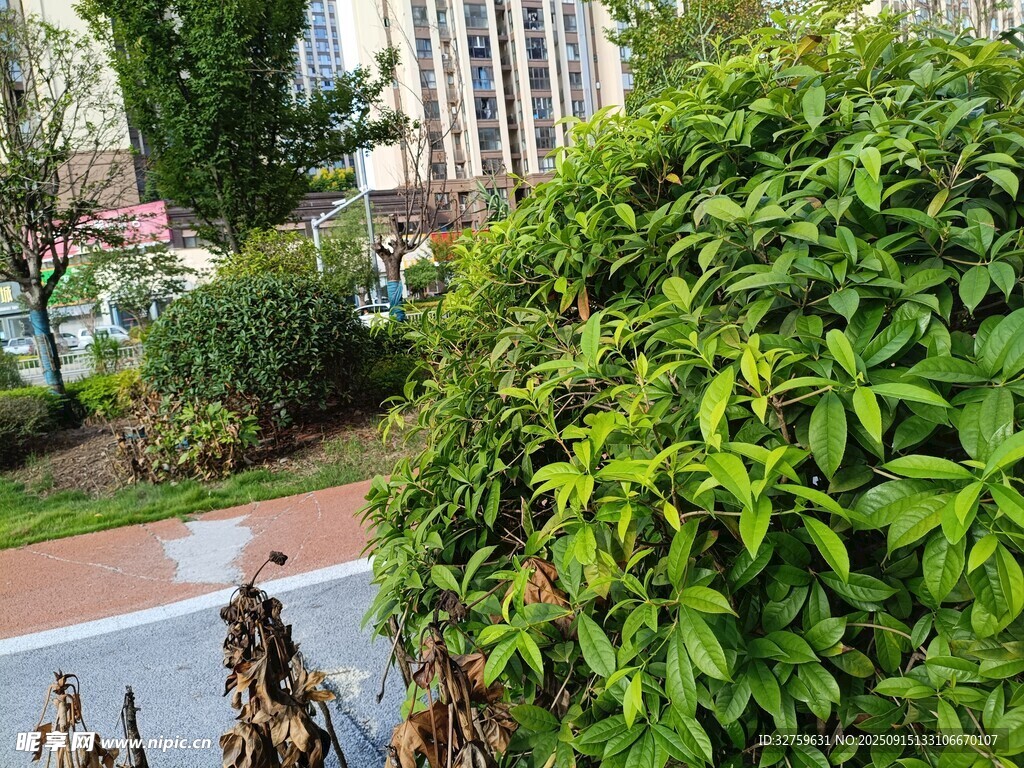 城市街邊綠意盎然的植物