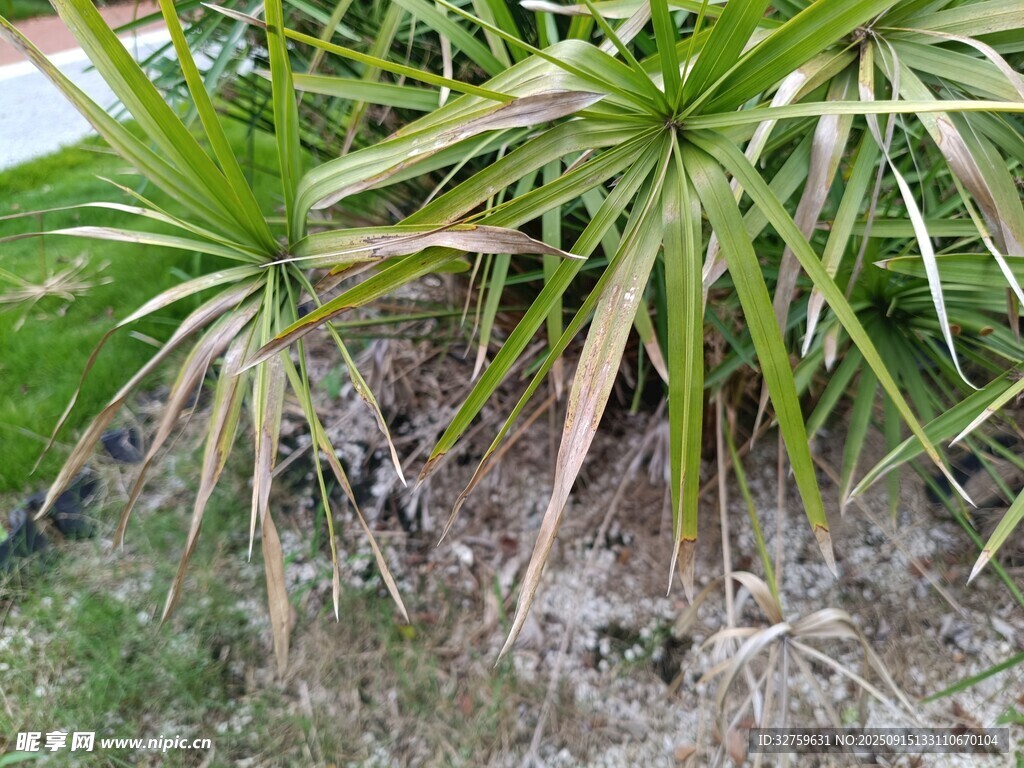 戶外生長(zhǎng)的龍血樹(shù)植物