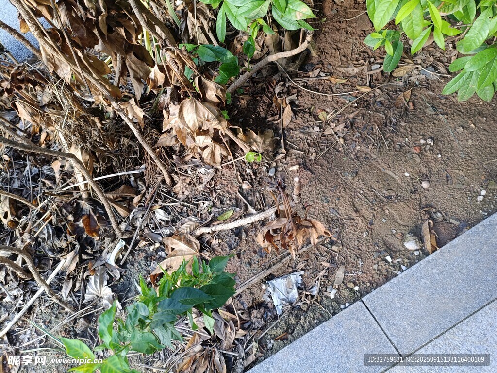 地面角落的綠植與雜物