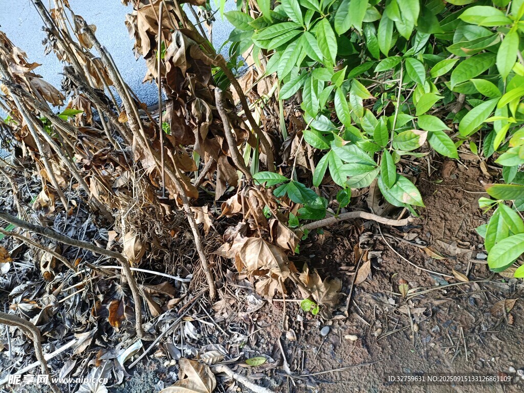枯萎植物與綠色植物對比