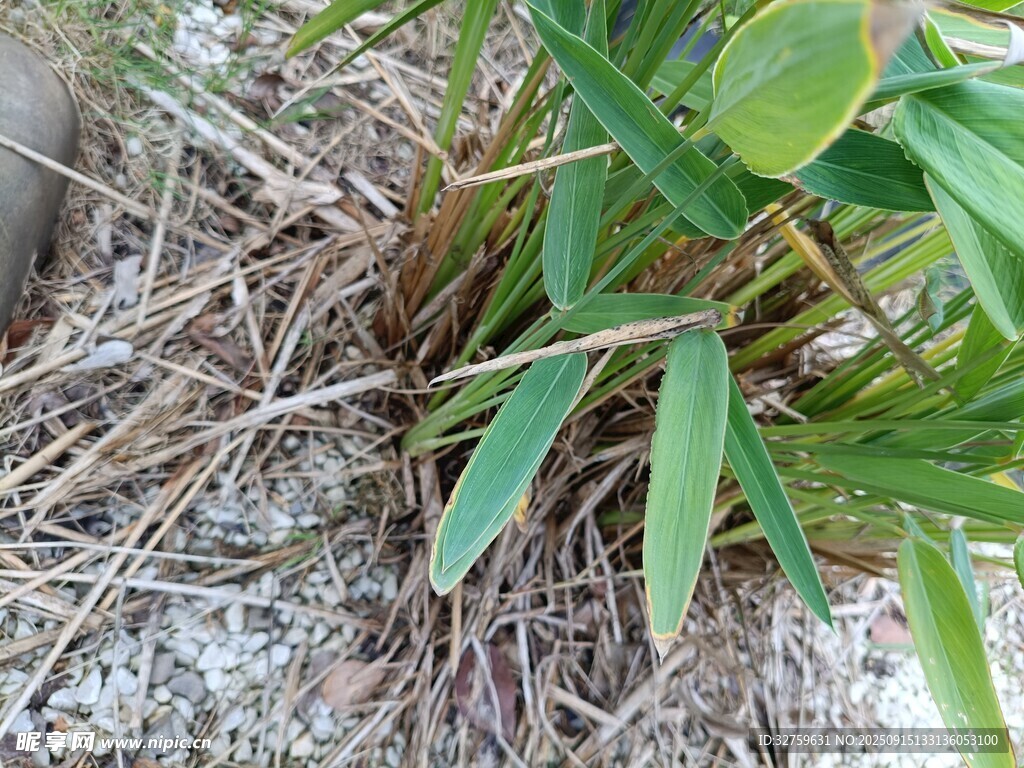 草叢中的嫩綠植物