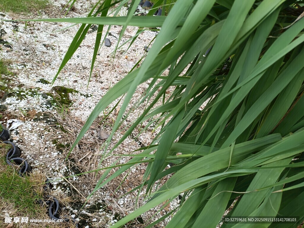 草叢中的神秘景象