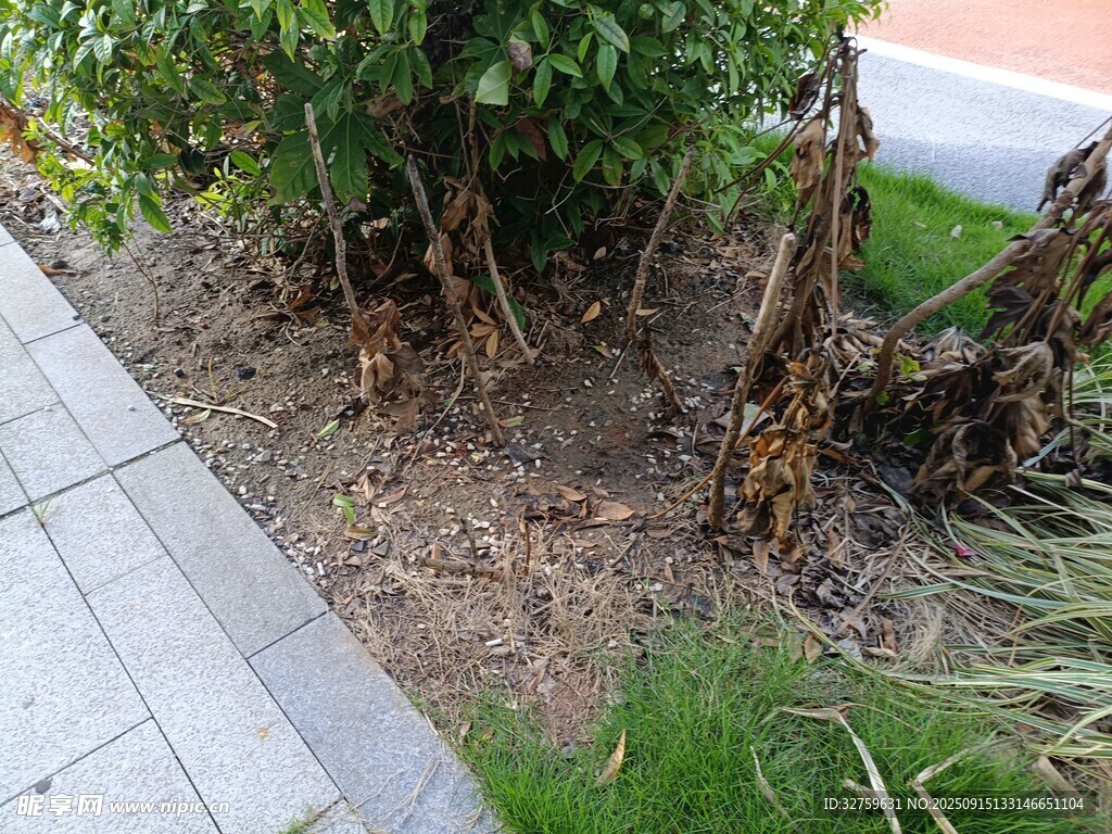 路邊枯萎植物景象