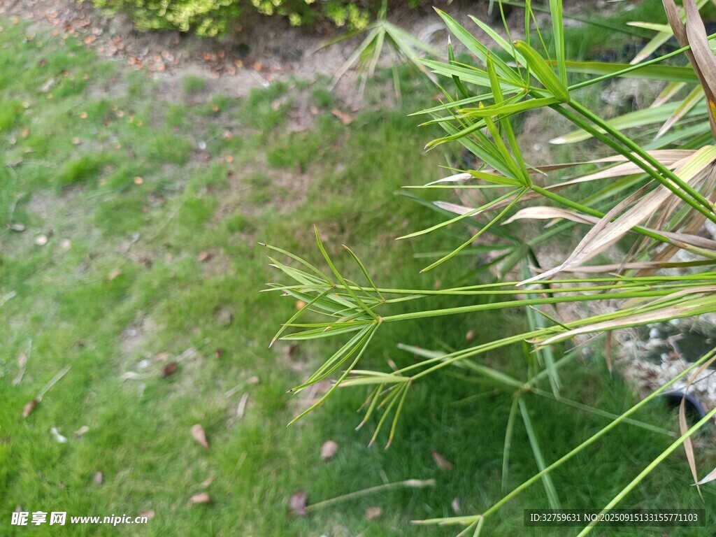 戶外翠綠草叢與植物景觀
