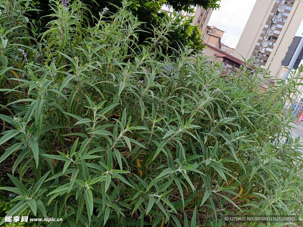 戶外叢生的綠色植物