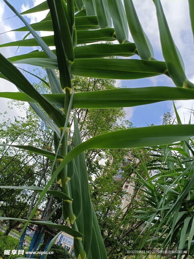 仰視視角下的翠綠羽狀葉片