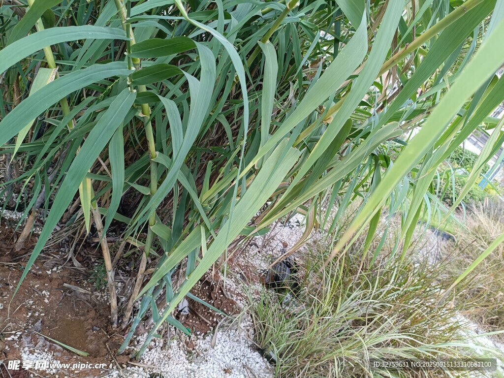水邊翠綠的細(xì)長葉片植物