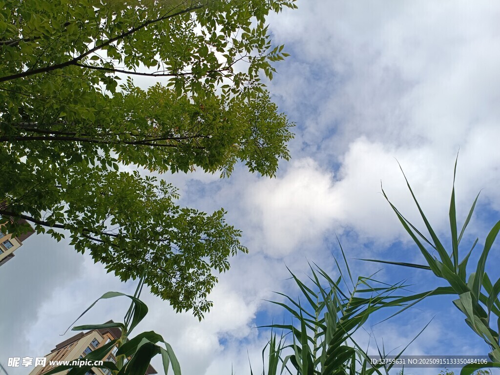 仰望藍(lán)天綠樹(shù)間的清新景致