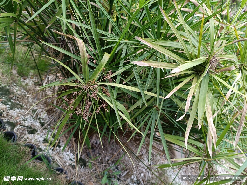 翠綠龍舌蘭植物景觀