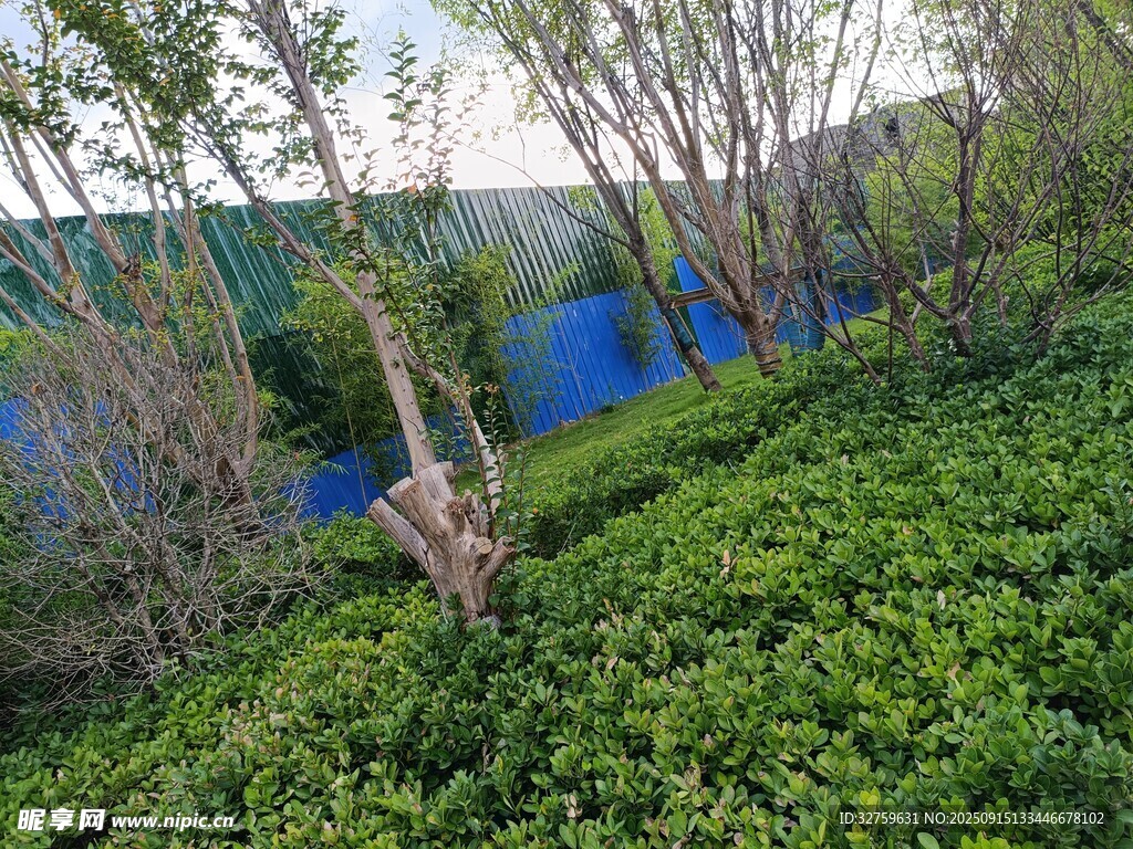 綠意盎然的自然景觀
