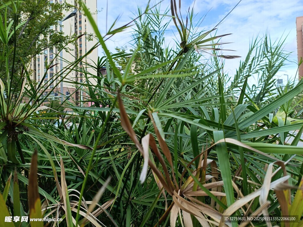 戶外叢生的綠色帶刺植物