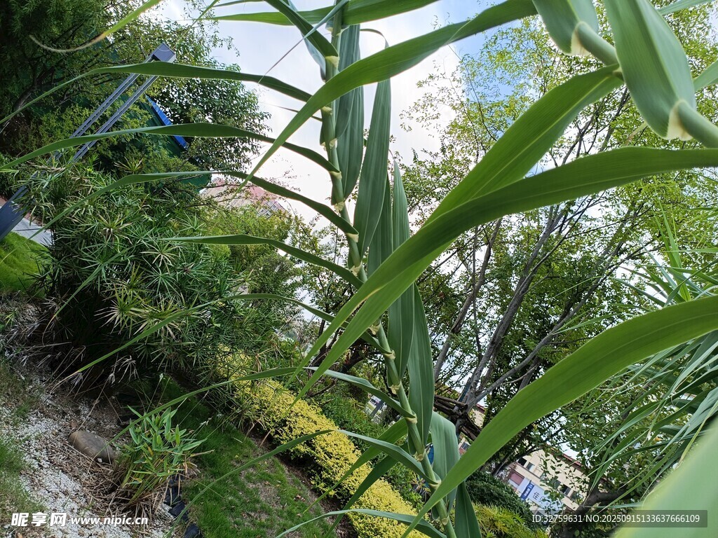 蔥郁綠植景觀