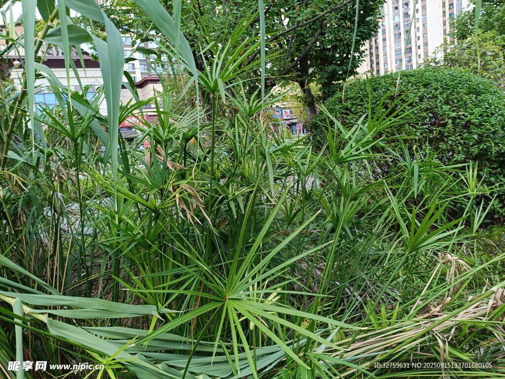 庭院中的蔥郁綠植