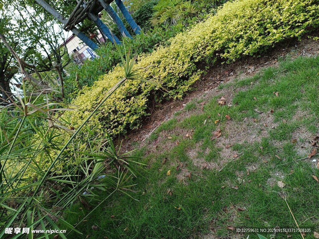 花園綠植景觀一角