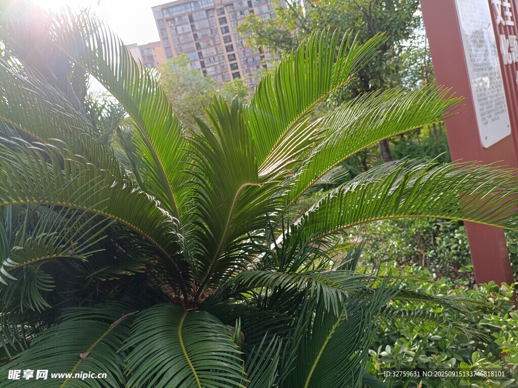 戶外鐵樹植物景觀