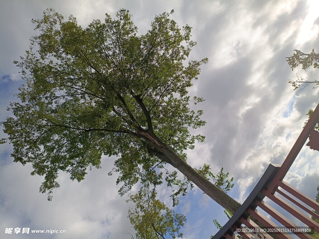 仰視視角下的綠樹與欄桿
