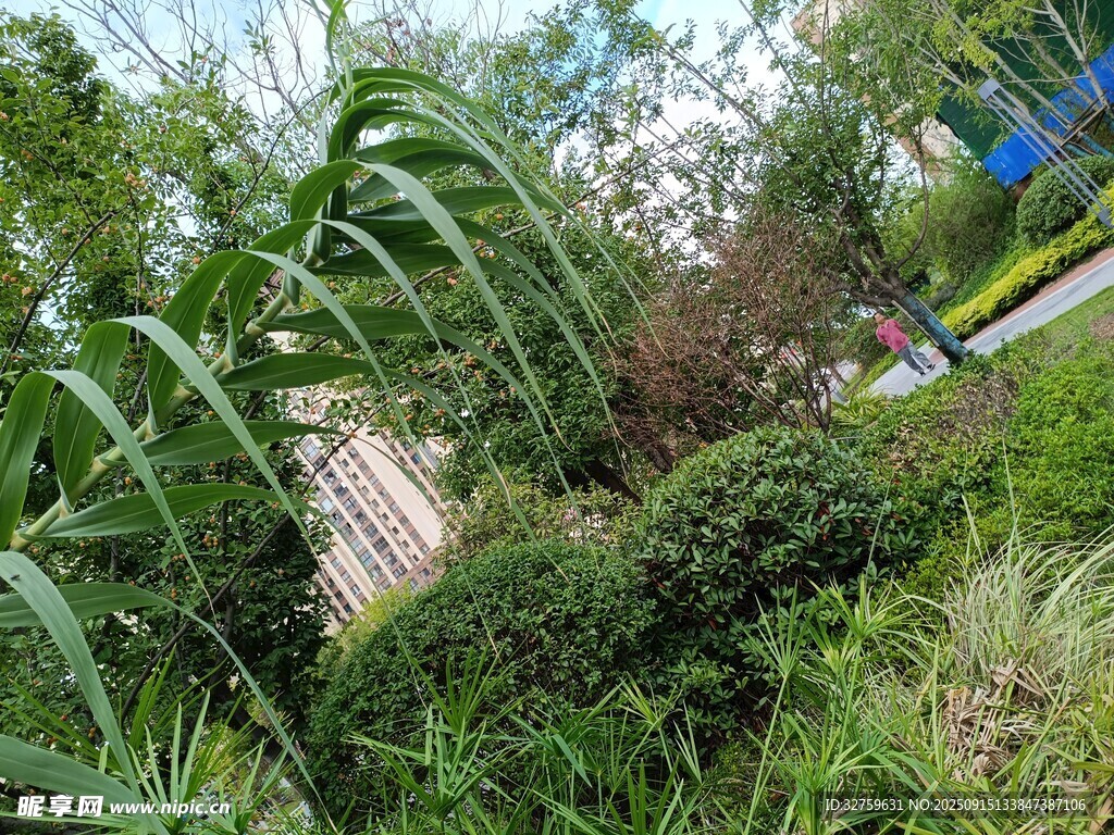 綠意盎然的戶外植物景觀