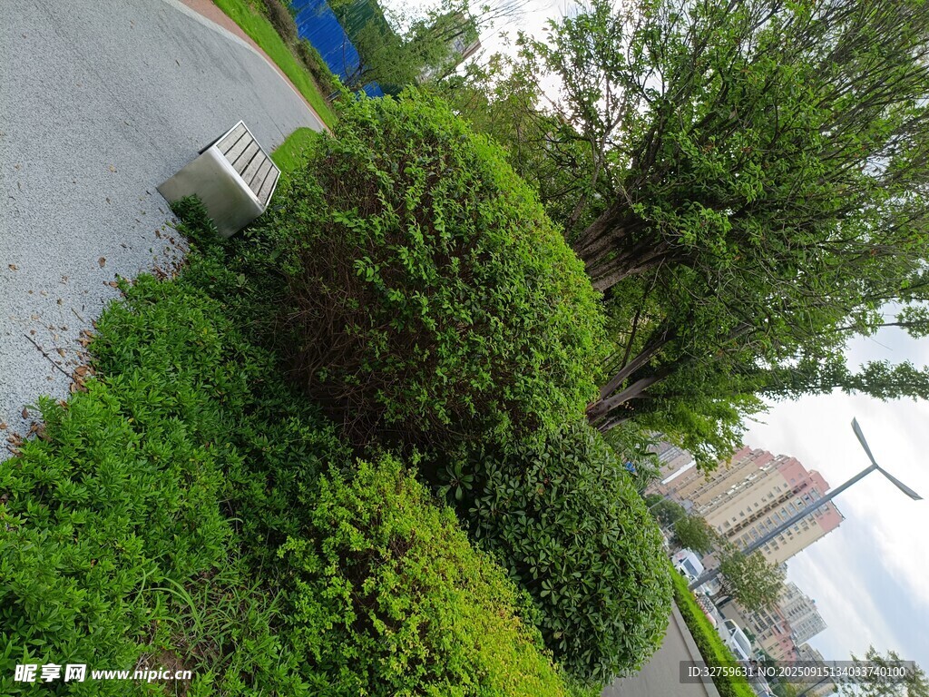 路邊綠意盎然的灌木叢